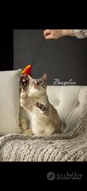 Cuccioli bengala