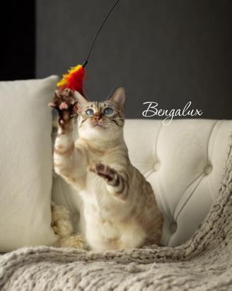 Cuccioli bengala