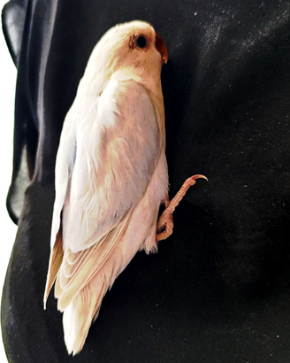 Pappagallini inseparabili colori rari buonissimi