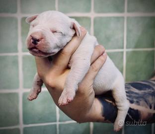 Cucciolo dogo argentino