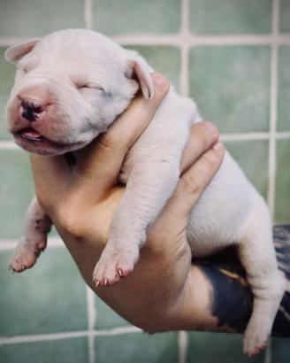Cucciolo dogo argentino