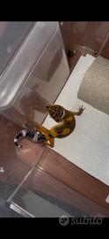 Gechi leopardini