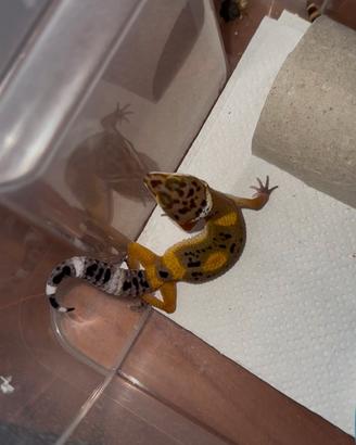 Gechi leopardini