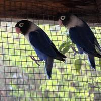 Pappagalli Inseparabili da imbecco