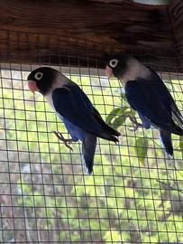 Pappagalli Inseparabili da imbecco