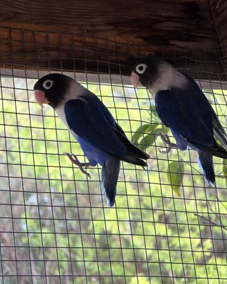 Pappagalli Inseparabili da imbecco