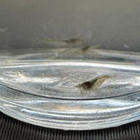 Gamberetti d acqua dolce