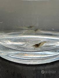 Gamberetti d acqua dolce