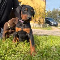 Cuccioli di dobermann