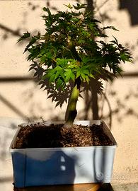 Acero Palmato Bonsai – 14 anni