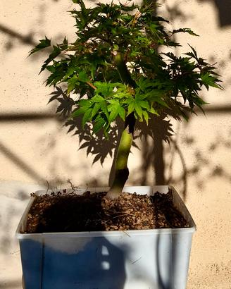 Acero Palmato Bonsai – 14 anni