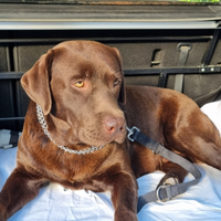 Labrador chocolate disponibile per monta