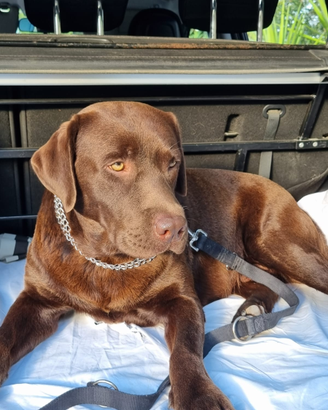 Labrador chocolate disponibile per monta