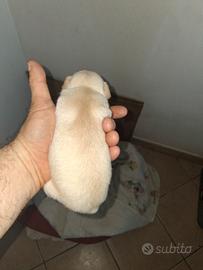 Cuccioli di chihuahua