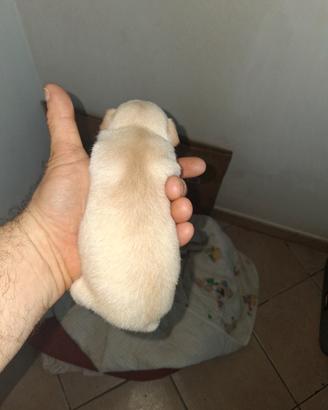 Cuccioli di chihuahua