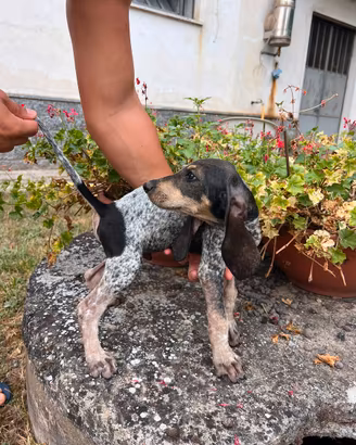 Cuccioli segugio Petit Bleu da cinghiale