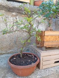 Bonsai 
