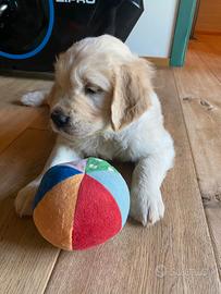 Cucciolo golden retriever