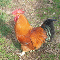 Gallo rosso e 4 galline