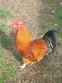 Gallo rosso e 4 galline