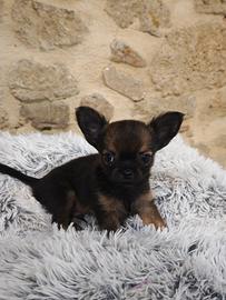 Stupendo cucciolo di chihuahua maschio