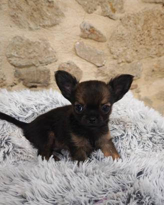 Stupendo cucciolo di chihuahua maschio