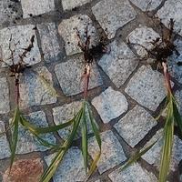 palme albero