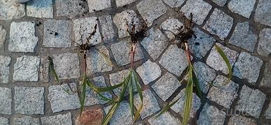 palme albero