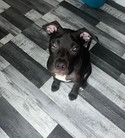 Cucciolo Pitbull ukc