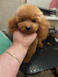 Barboncino Toy fulvo 7 mesi