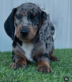 Bassotto cucciolo maschio