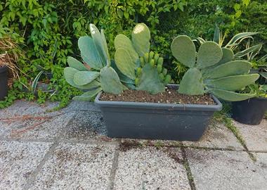 fichi d india /cactus / agave / piante grasse