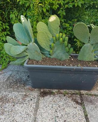 fichi d india /cactus / agave / piante grasse