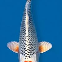 Koi giapponesi kujachu 25cm, ultime rimaste