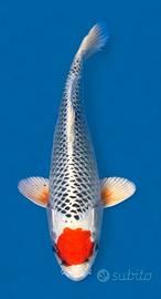 Koi giapponesi kujachu 25cm, ultime rimaste