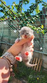 British Shorthair Prenotazione
