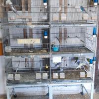 batteria di gabbie con carello 