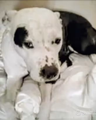 Femmina di Amstaff buona sana educata 6 anni