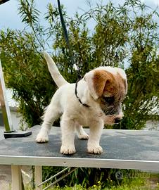 Jack Russell Terrier selezionatissimi
