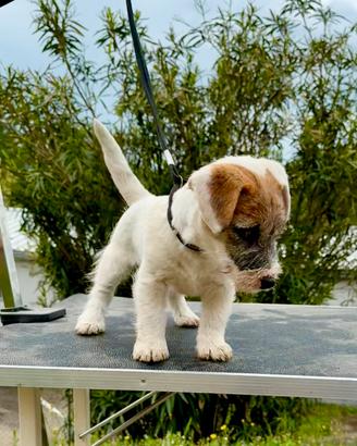Jack Russell Terrier selezionatissimi