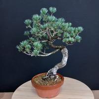 Bonsai pinus pentaphylla