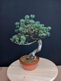 Bonsai pinus pentaphylla