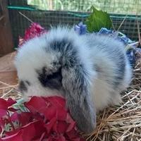 Cuccioli conigli ariete