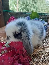 Cuccioli conigli ariete