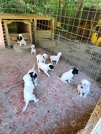 Setter inglese