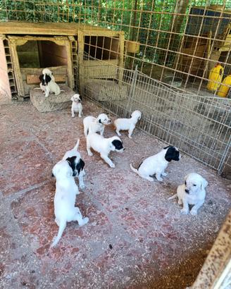 Setter inglese