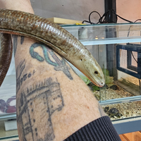 Coppia Lucertole di vetro