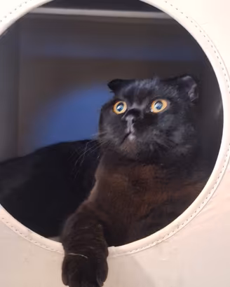 accoppiamento  Coco 10 mesi