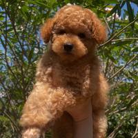 Barboncini TOY/PEDIGREE ENCI/colore Fulvo/