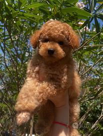 Barboncini TOY/PEDIGREE ENCI/colore Fulvo/